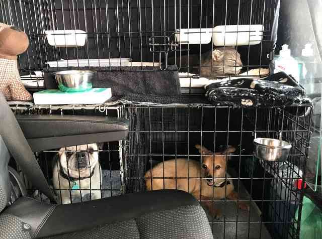 Charlie and Maca on their way from Fuengirola, Málaga to their new home in Menorca. (with Juli next to Charlie.)